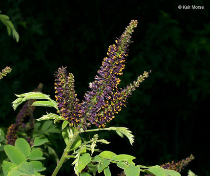 Amorpha fruticosa L. resmi