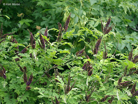 Imagem de Amorpha fruticosa L.