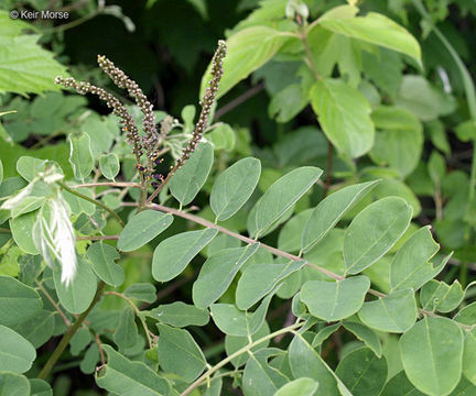 Image of desert false indigo