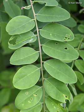 Imagem de Amorpha fruticosa L.