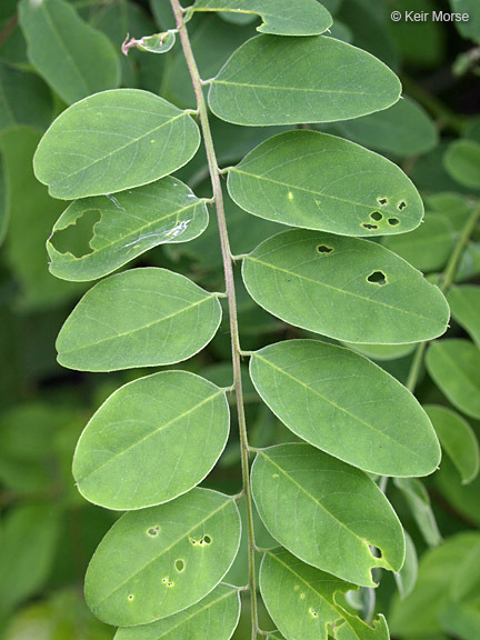 Image of desert false indigo