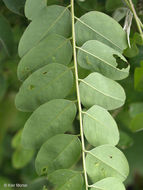 Image of desert false indigo