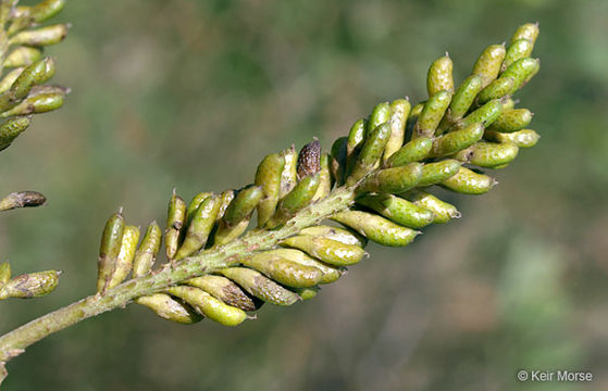 Imagem de Amorpha fruticosa L.