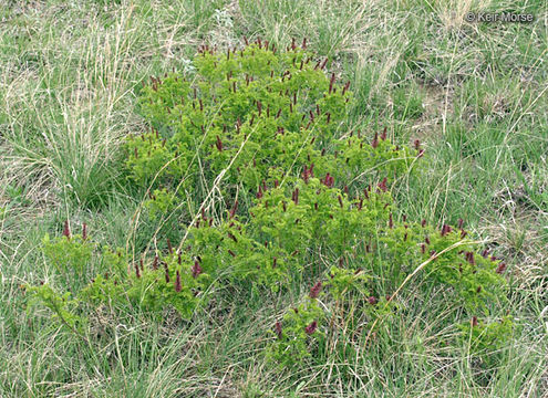 Image of dwarf false indigo