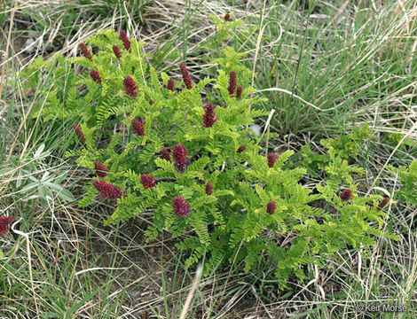 Image of dwarf false indigo