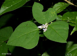 Image of American hogpeanut