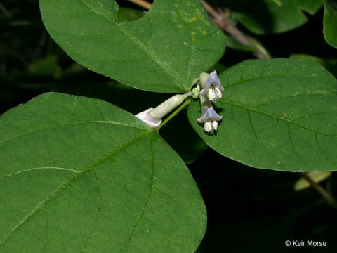 Image of American hogpeanut