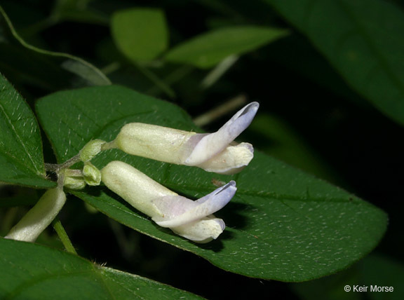 Image of American hogpeanut