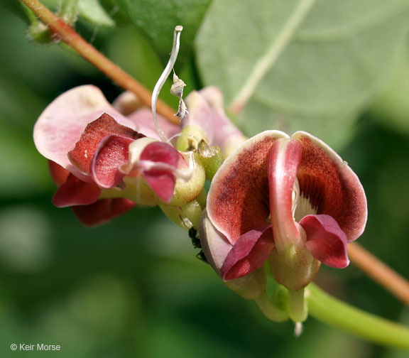 Image of groundnut