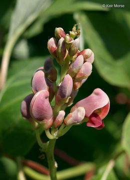 Image of groundnut