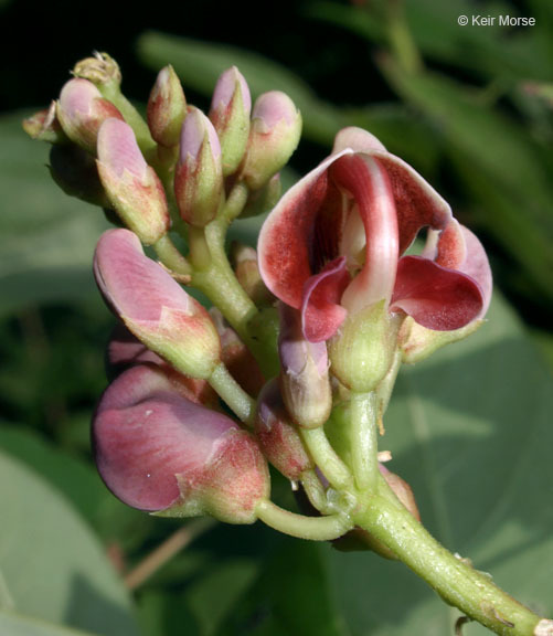 Image of groundnut