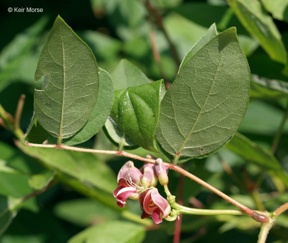 Image of groundnut