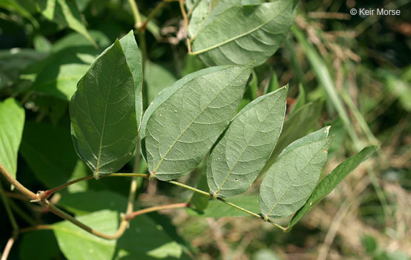 Image of groundnut