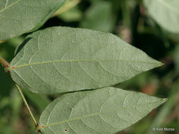 Image of groundnut