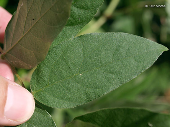 Image of groundnut