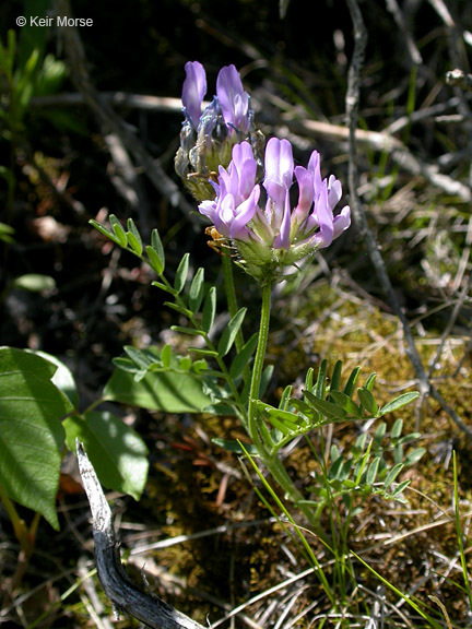 Слика од Astragalus agrestis Douglas ex Hook.