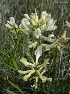 Image of narrowleaf milkvetch