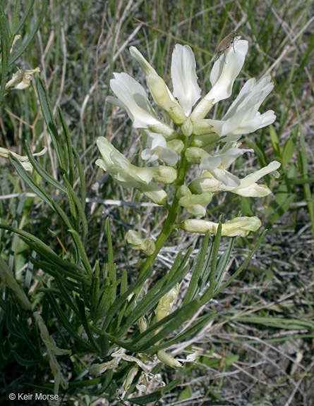 Image of narrowleaf milkvetch