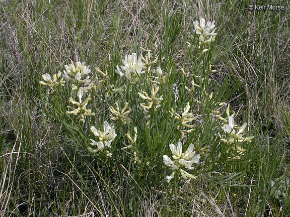 Image of narrowleaf milkvetch