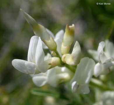 Image of looseflower milkvetch