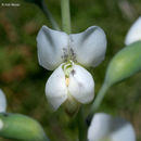 Image de Baptisia alba var. macrophylla (Larisey) Isely