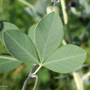 Image of largeleaf wild indigo