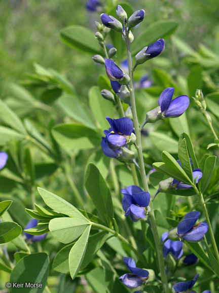 Image of blue false indigo