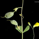 Imagem de Baptisia tinctoria (L.) Vent.