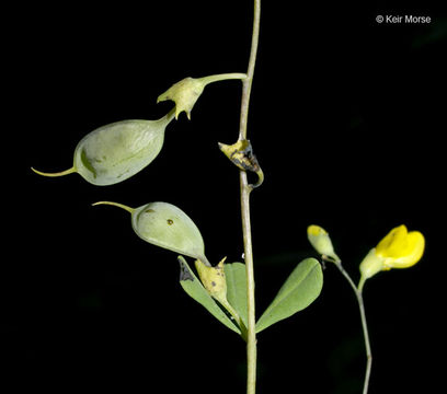 Слика од Baptisia tinctoria (L.) Vent.