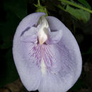 Clitoria mariana L. resmi