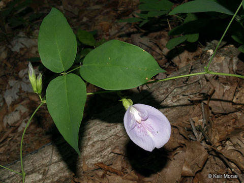 Clitoria mariana L. resmi