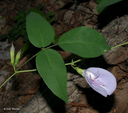 Clitoria mariana L. resmi