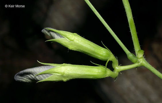 Clitoria mariana L. resmi