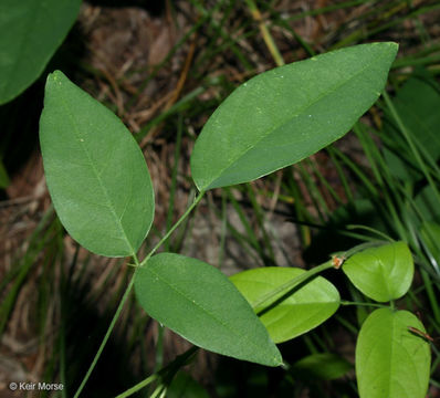 Clitoria mariana L. resmi