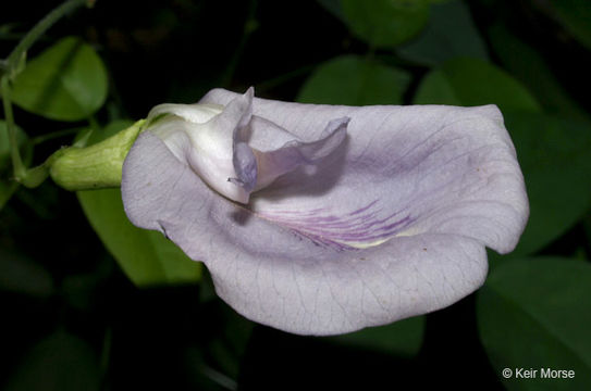 Image de Clitoria mariana L.