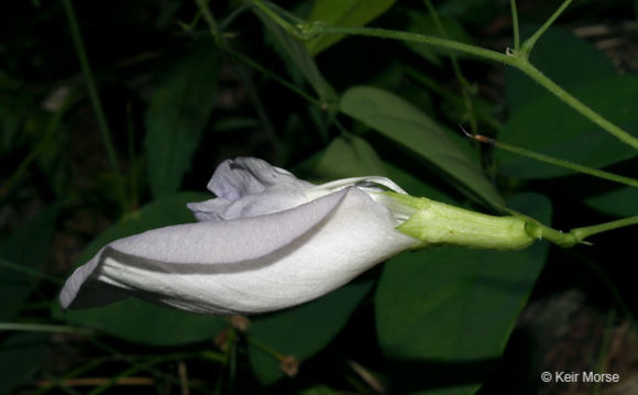 Clitoria mariana L. resmi