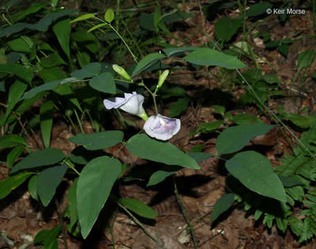 Image de Clitoria mariana L.