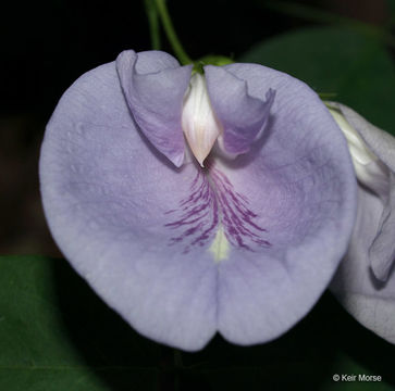 Clitoria mariana L. resmi