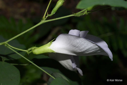 Clitoria mariana L. resmi