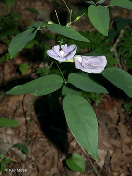 Image de Clitoria mariana L.