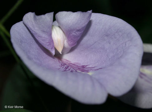 Clitoria mariana L. resmi