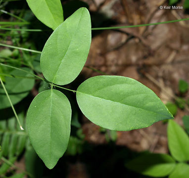 Clitoria mariana L. resmi