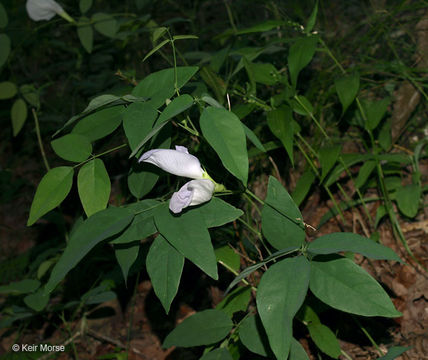 Image of Atlantic pigeonwings