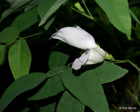 Clitoria mariana L. resmi