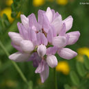 Image of crownvetch