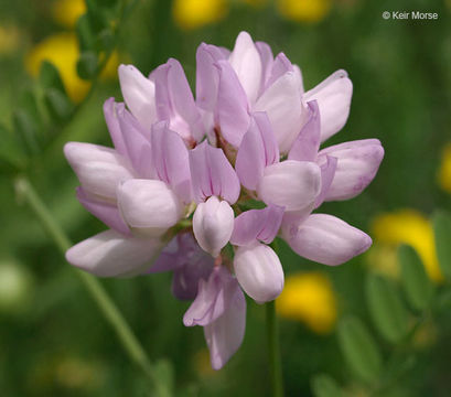 Image of crown vetch