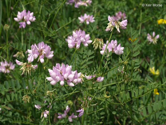 Image of crown vetch