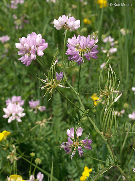 Image of crown vetch