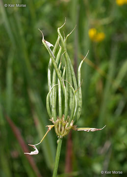 Image of crown vetch