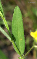 Image of arrowhead rattlebox